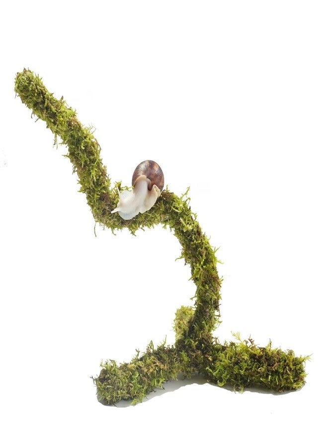 Begeterday Bendable Pet Snail Climbing Toys, Ideal Snail Terrarium Accessories, Nice for Pet Snails That Like to Climb，12 Inch - Image 1